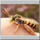 Nomada fulvicornis - Wespenbiene 02 13mm.jpg